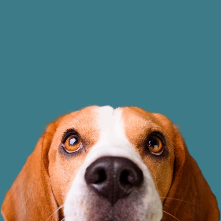 Todo para consentir a tu mascota, productos diseñados para su bienestar y felicidad